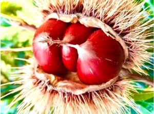 Al contest nazionale “La Castagna” è di scena la creatività